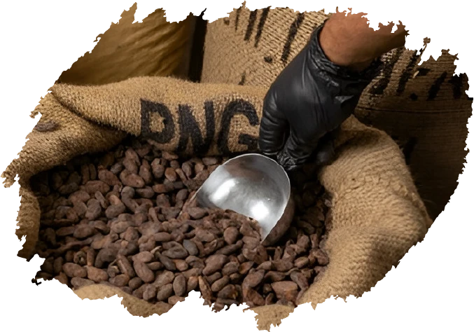 Artisan chocolatier creating a premium product with fine aroma cacao from Flor de Cacao.